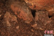大师解梦江西发现蜘蛛新物种 为研究呵叻蛛属适应区域提供依据