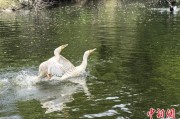 大师解梦吉林：罕见白鸬鹚连续两年“故地重游”