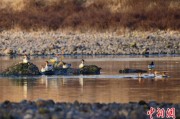 大师解梦歙县完成安徽首个县域生物多样性调查 共记录物种近4千种