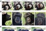 大师解梦国际最新研究：机器人“打哈欠” 黑猩猩被传染